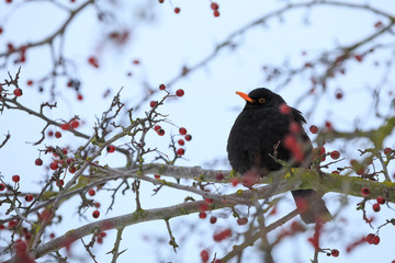 male of Common black bird in winter