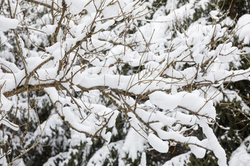 tree branch with snow