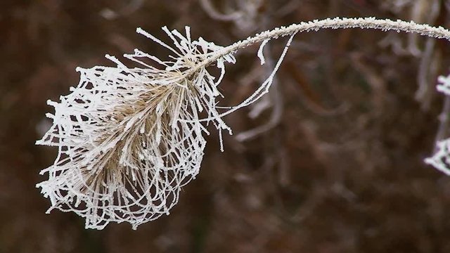Kunstvoll durch Raureif und Spinnenf&auml;den verziertes Binsengras schaukelt im Wind (Nahaufnahme)
