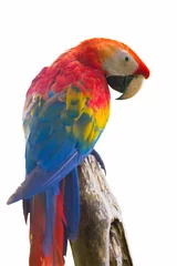 Foto op Canvas Colorful parrot isolated in white background © anekoho