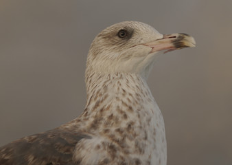 Obraz premium Head of a young herring gull