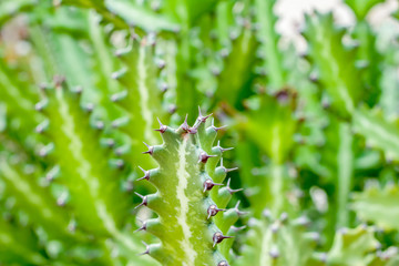 Fototapeta na wymiar green cactus background