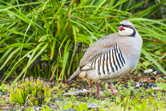 Chukkar Partridge on Robben Island
