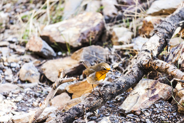 The robin bird is hunting