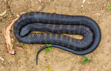 Obraz premium sleeping tiger snake Notechis scutatus