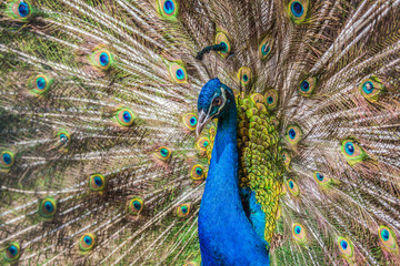 Detailaufnahme stolzer Pfau in bunten Farben