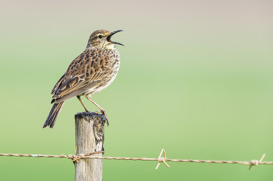 Singing Agulhas Long-Billed Lark