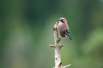 Eurasian Jay Garrulus glandarius sitting on a dead tree