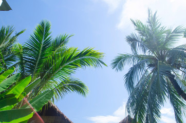 Palm trees against blue sky.