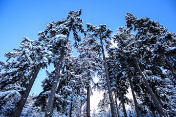 Arboles de invierno