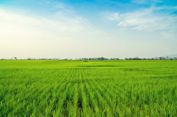 Rice field green grass blue sky cloud cloudy landscape backgroun