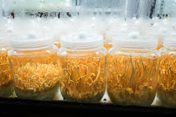 Cordyceps militaris Mushroom