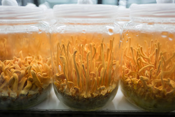 Cordyceps militaris Mushroom