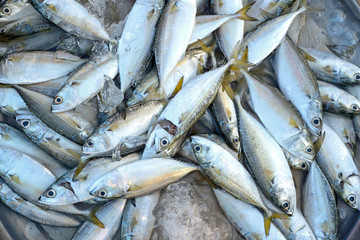 mackerel in market
