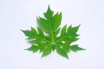 Papaya leaf