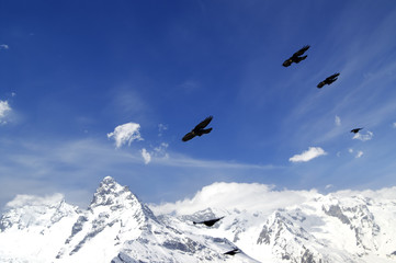 Flock of Alpine Chough (Pyrrhocorax graculus) flying in winter s