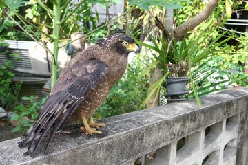 Falcon Peregrine or golden eagle, Closeup