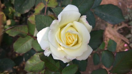 white rose in the garden