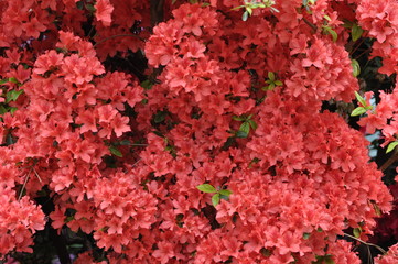 Obraz premium spring flowers