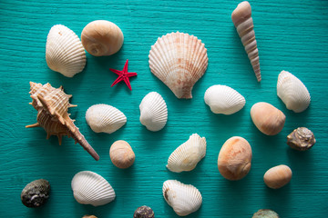 Seashells on blue wooden background