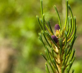 Молодая кедровая шишка