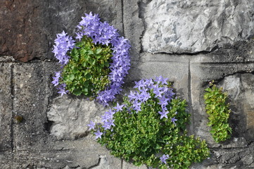 blossom on stone