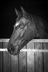Horse head looking out of his stable, black and white
