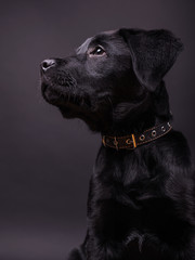 Labrador retriever puppy,  3 month, dogs, black background