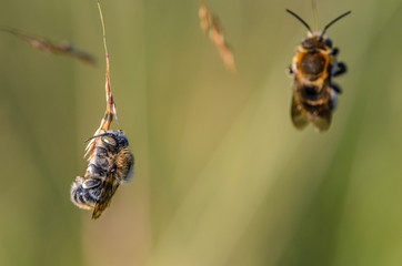 Sleeping wild bees