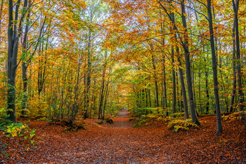 Footpath in a forest in autumn
