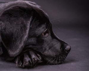 Labrador retriever puppy,  3 month, dogs, black background