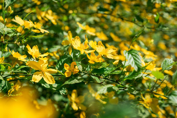 Obraz na płótnie Canvas Flowers shrub Kerria japonica
