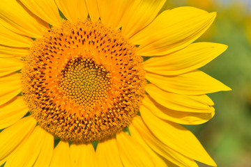 Fototapeta premium Sunflowers bloom in garden on the autumn.