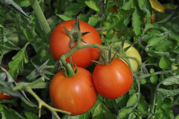 tomato