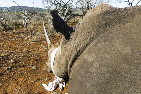 White Rhino capture and notching operation