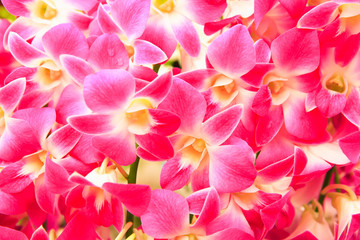 Pink orchid background.