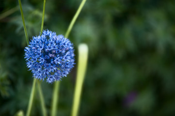 Цветущий лук