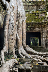 Khmer temple Ta Prohm, Angkor complex, Siem Reap