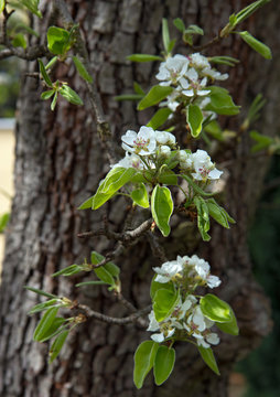 the look at bloom of pear