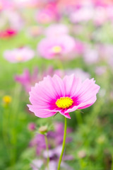 Cosmos flowers in the park , Beautiful pink flowers  in the gard