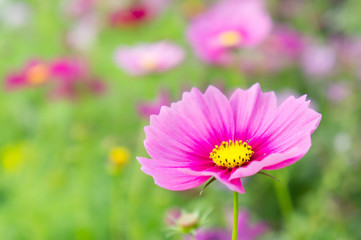 Obraz premium Cosmos flowers in the park , Beautiful pink flowers in the gard