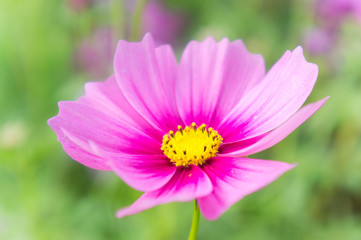 Obraz premium Cosmos flowers in the park , Beautiful pink flowers in the gard