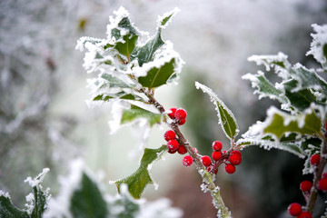 Ilex im Winter