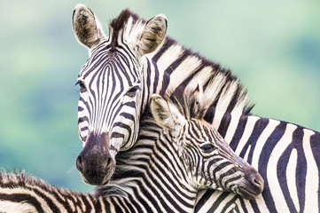 Burchells Zebra mother and foal