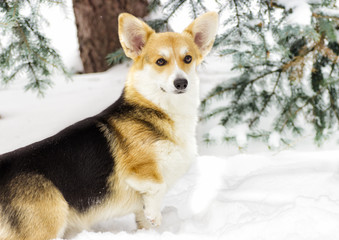 Dog on a winter walk
