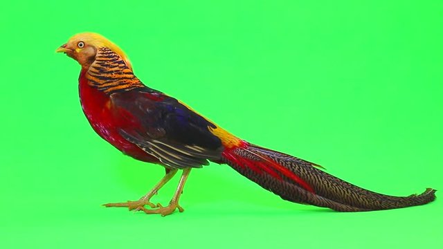 pheasant on  green screen