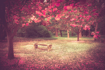 Beau banc de jardin entouré de fleurs et de pétales de cerisier à fleurs roses au printemps.