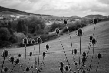 Beautiful plant in a village