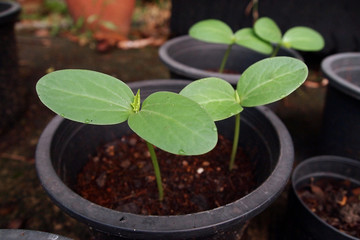 The growth of seedlings