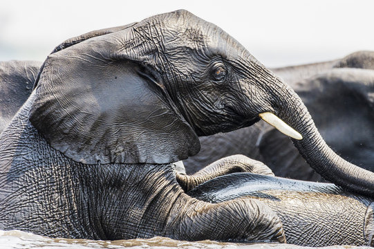 African elephant playing in Chobe River, Botswana